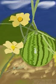 スイカとスイカ花の画像