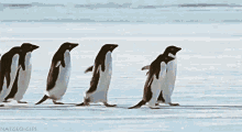 急いで歩くペンギンの群れのGIF画像