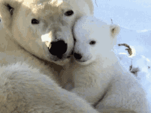 小熊を抱く白クマの親