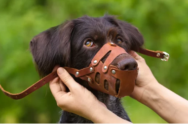 口輪をつけられる犬