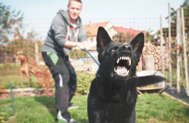 吠え掛かる犬を引っ張る男性