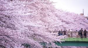 満開の桜