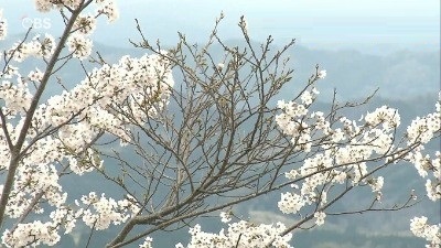 てんぐ巣病で枯れたサクラの枝