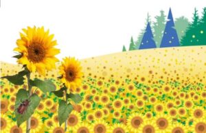 岡一面に咲いたひまわりの花