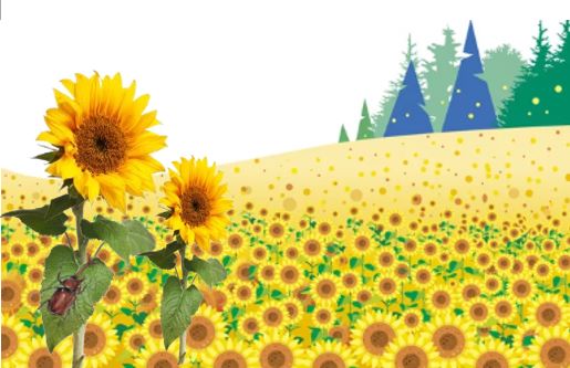 岡一面に咲いたひまわりの花