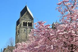 ドイツベルリンの満開の桜